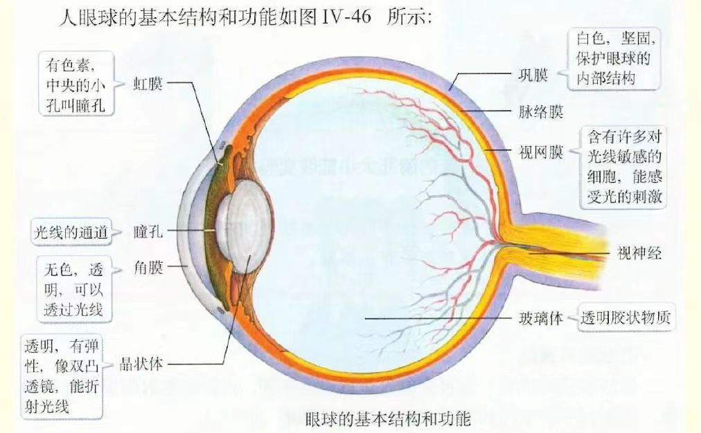 眼部的解剖及超聲檢查方法